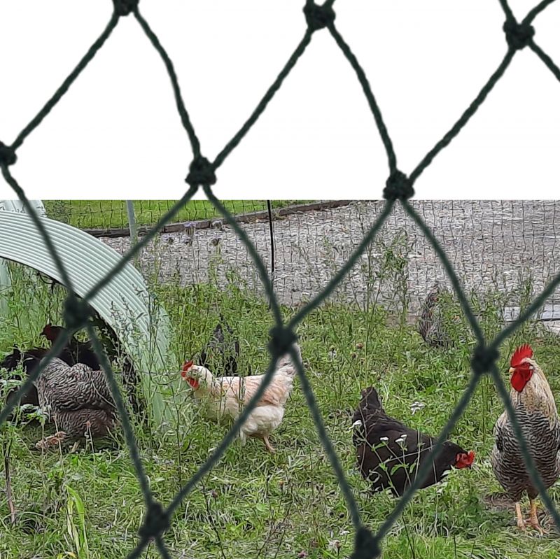 Netz in Verwendung beim Hühnerauslauf