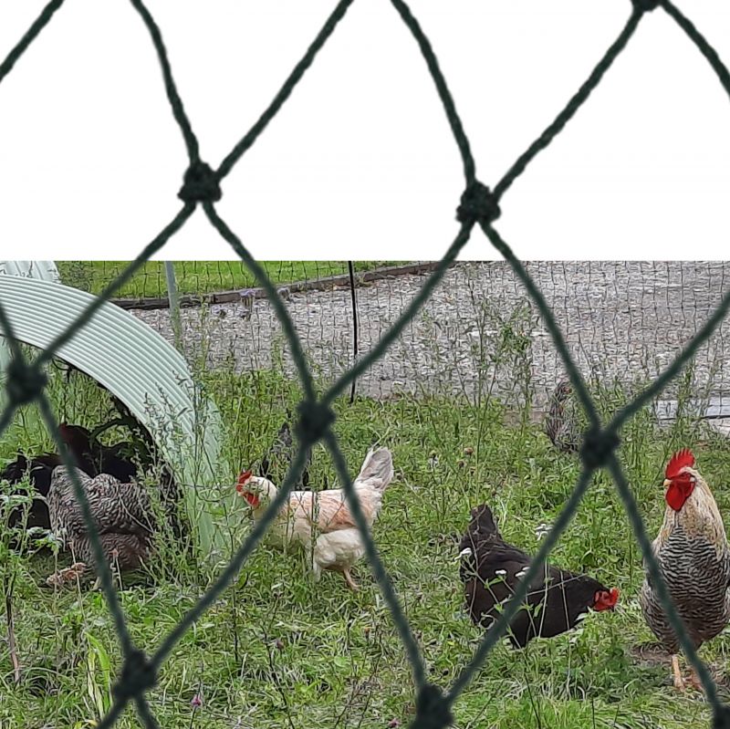 Netz in Verwendung beim Hühnerauslauf