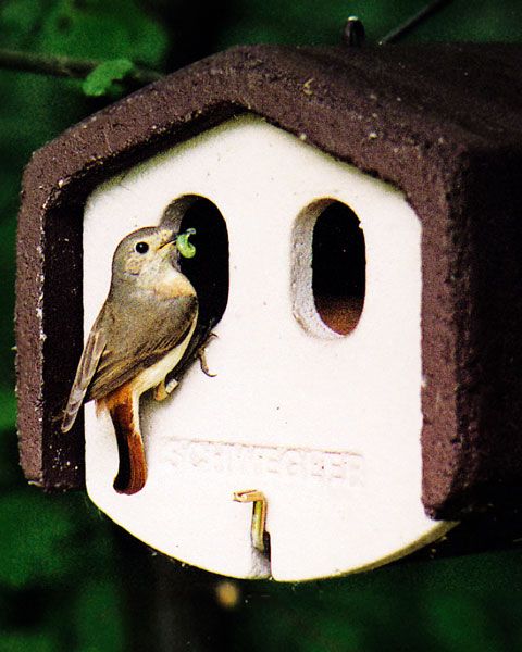 1N mit fütterndem Gartenrotschwanz