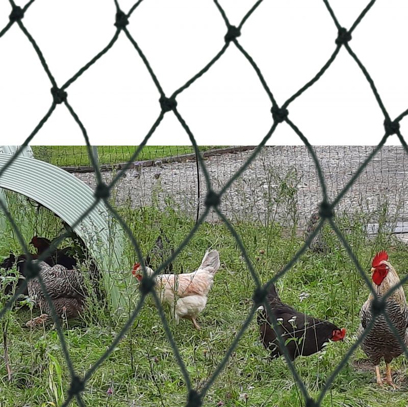 Netz in Verwendung beim Hühnerauslauf