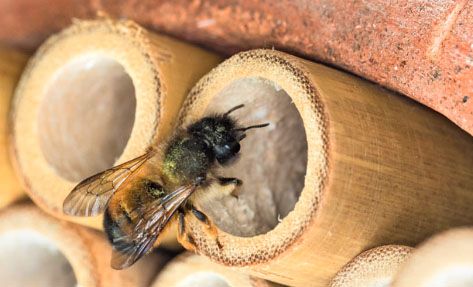 Nisthilfen für Wildbienen nach dem Baukastenprinzip