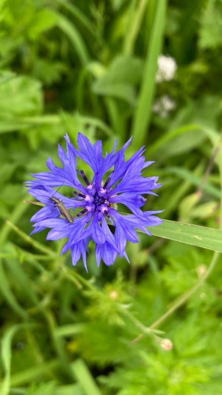 Kornblume mit Käfer