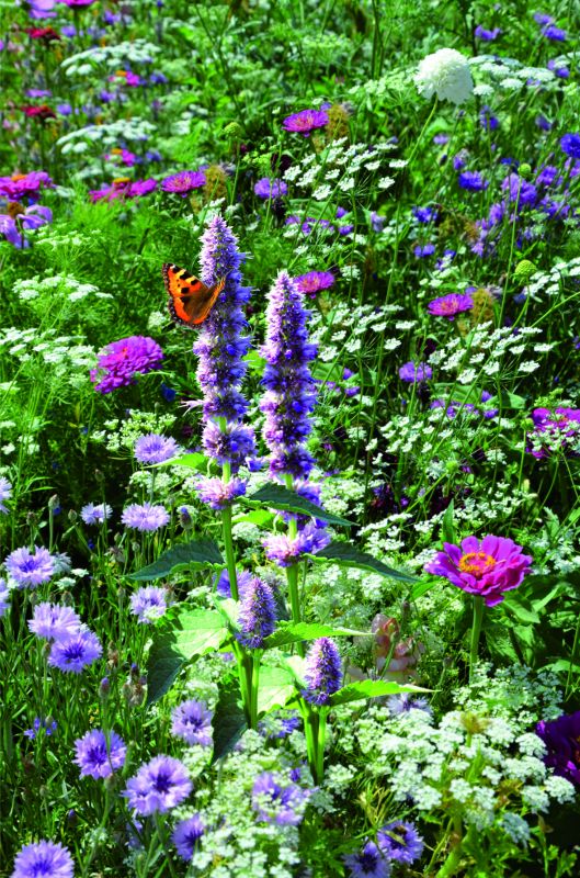 Wildblumenmischung Bauerngarten in voller Pracht