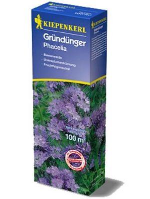 Gründüngung Phacelia