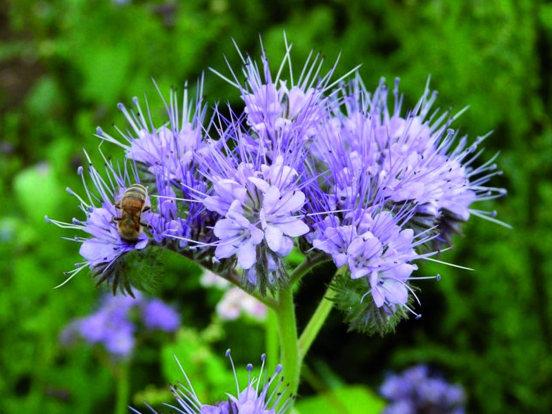 Phacelia