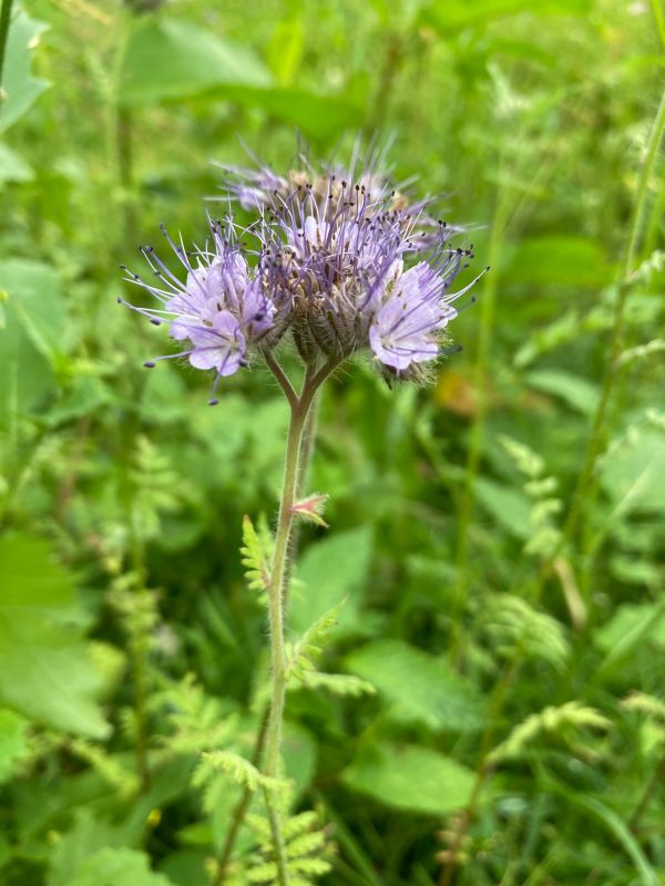 Phacelia/Büschelschön