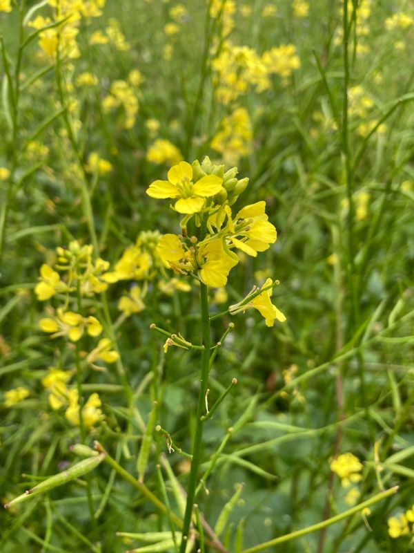 Gelbsenf mit Blüte und Schoten