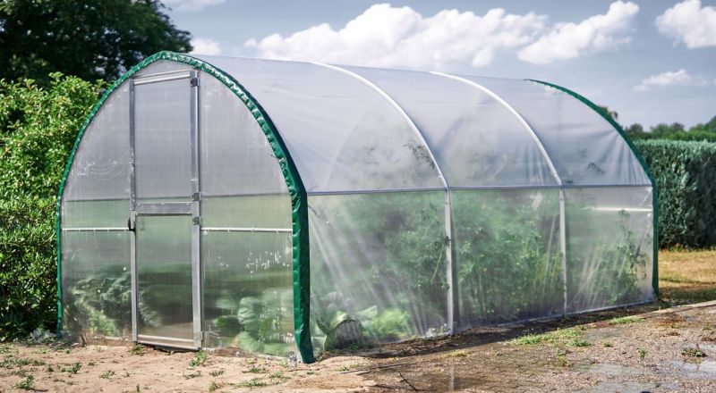 Folien-Gewächshaus in Seitenperspektive  im Garten stehend, bepflanzt