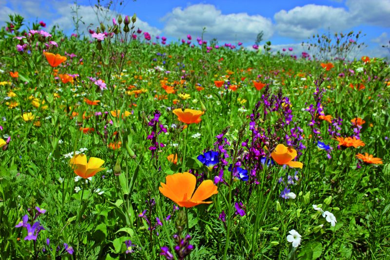 Reine Wildblumen-Mischung