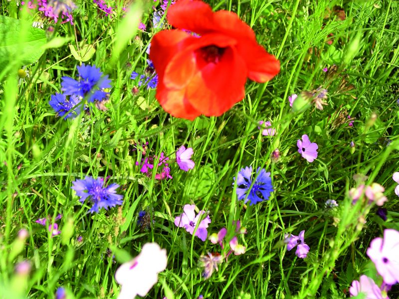 Mohn und Kornblume