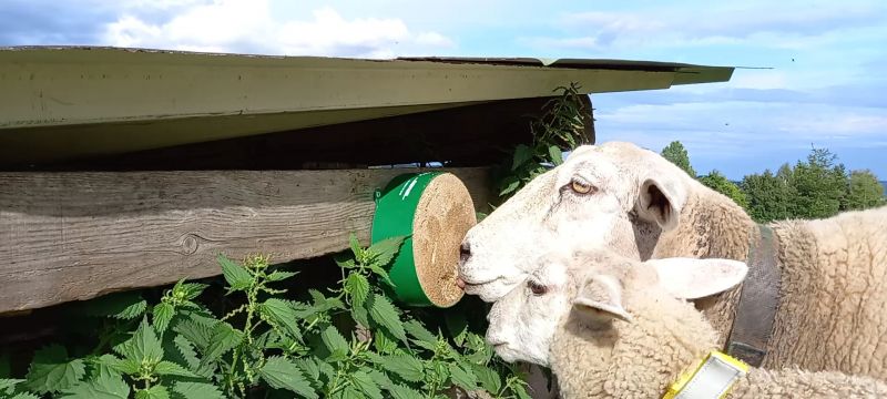 Die Beimischung von Zuckerrübenmelasse garantiert eine hohe Akzeptanz und damit eine gute Versorgung mit Mineralien und Vitaminen