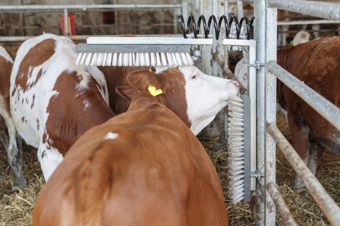 Anwendung Kratzbürste im Kuh- oder Rinderstall