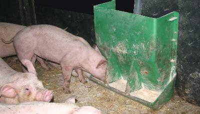 Schweine fressen aus dem Futterautomat