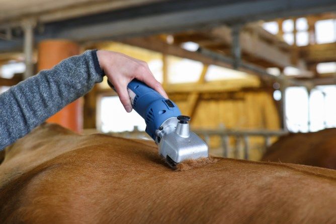 Schermaschine FarmClipper Akku 2 im Einsatz