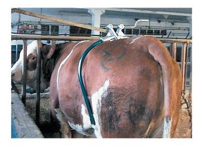 Fußfessel Fussfessel Aufstehhilfe für Rinder Kühe Nylon verstellbar NEU Rind Kuh 