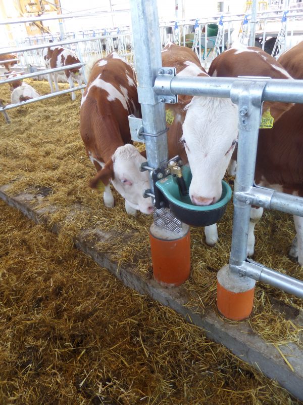 Heizbares Tränkebecken Suevia Modell 46 - Kalb trinkt daraus