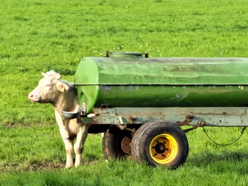 Anbautränke am Wasserwagen mit Rind