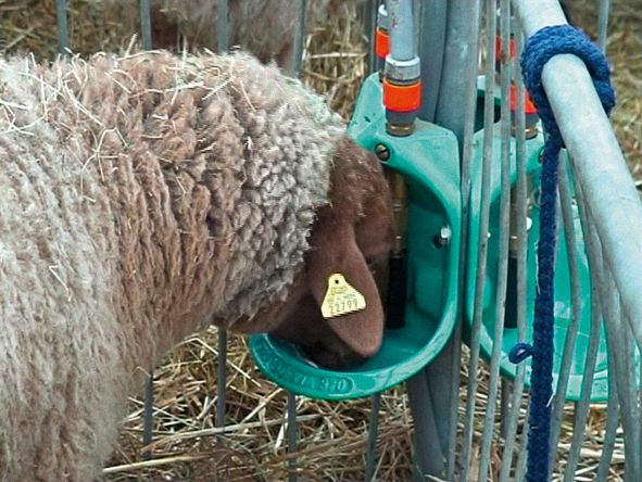 Tränkebecken Modell 370-VA - im Einsatz bei Schaf