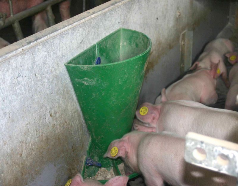 Ferkel fressen aus dem Futterautomat