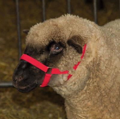 Kopfhalter für Schafe und Böcke