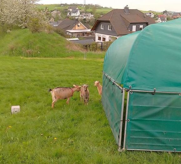 Weideunterstand für Schafe & Ziegen