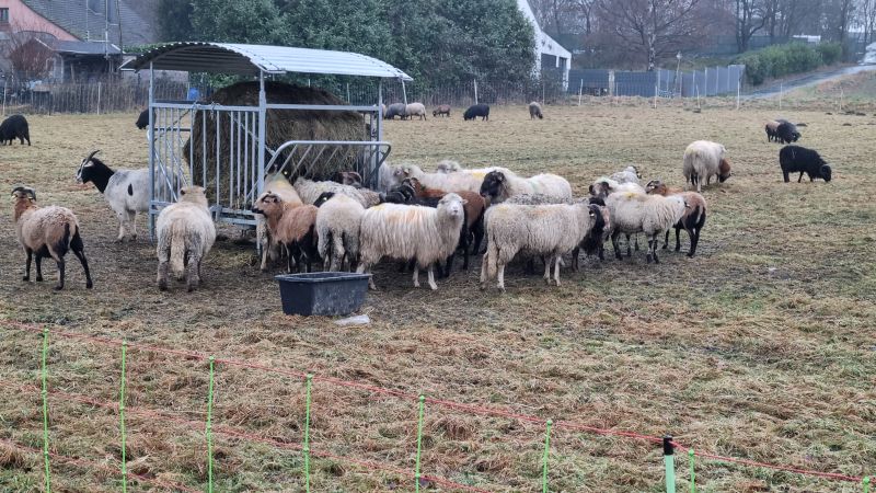 Schafe mit Heuraufe auf der Winterweide mit Euro-Netz Kombi geschützt