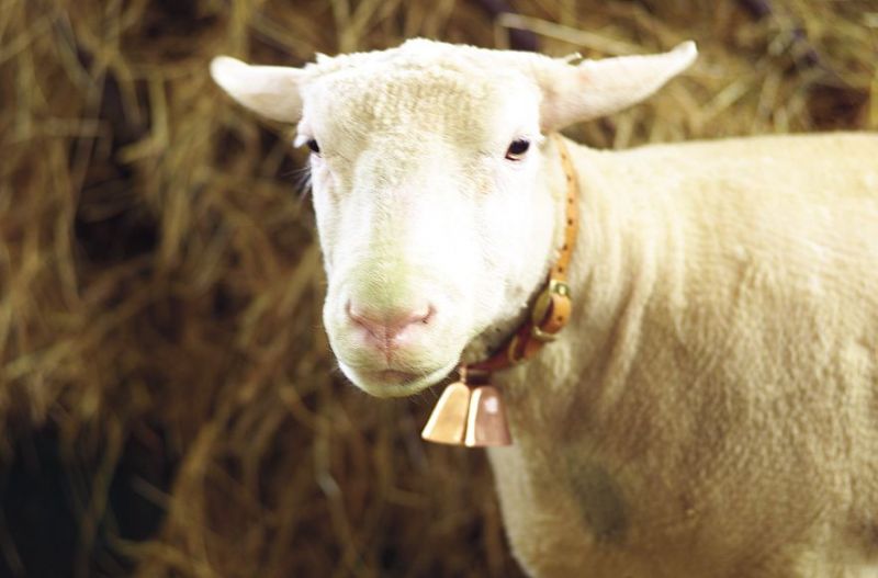 Schaf mit Halsband und Glocke