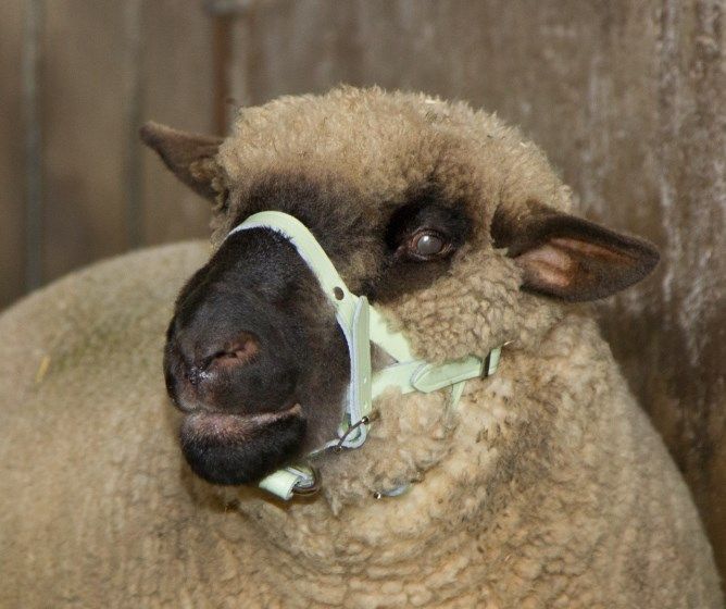 Kopfhalfter für Schafe