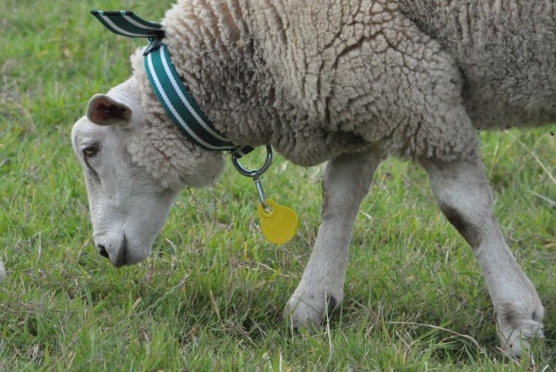 Halsband kombiniert mit Halsschild