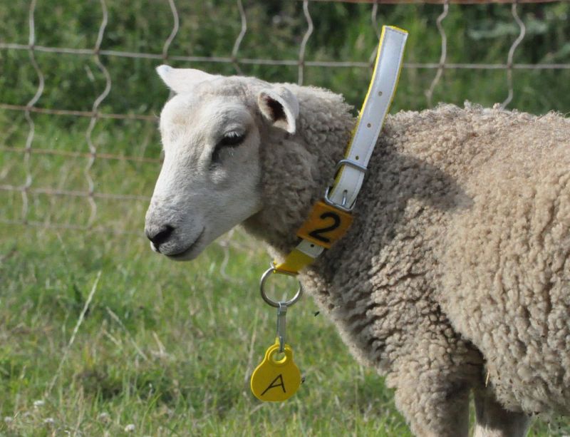 Halsband kombiniert mit Köchernummer und Halsschild