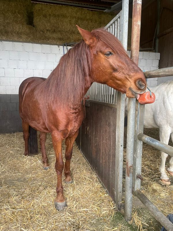 Leckstein mit Pferd