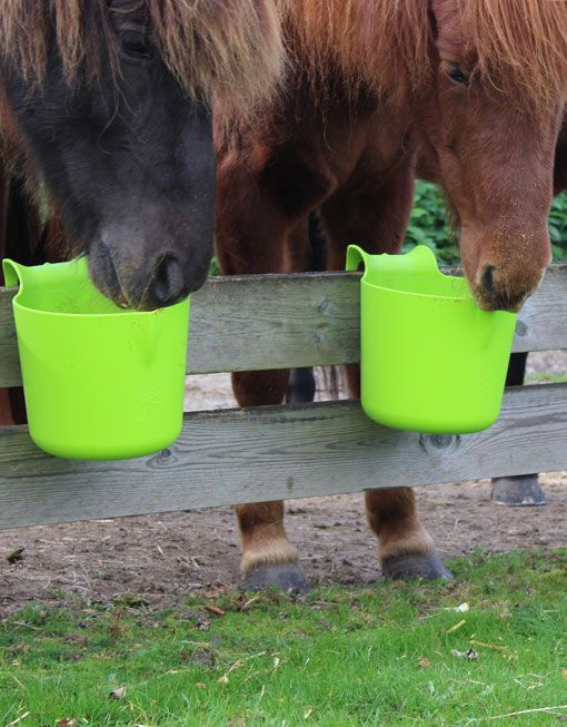 Shettys fressen aus Mini-Transportkrippe