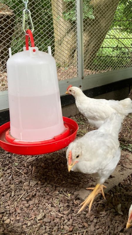 Sicherheit für Hühner: Geflügelnetze, Schutzwesten und Warnschilder