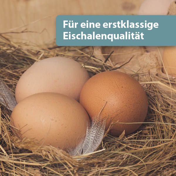 Hühnergrit für eine feste Eierschale