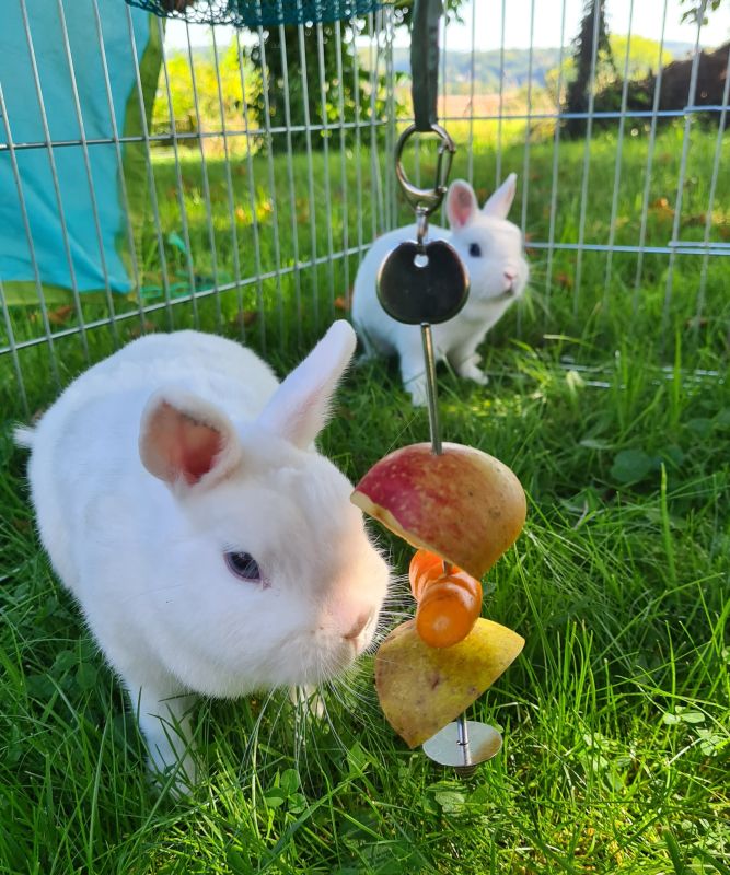 Fruchthalter mit Apfel und Möhre bestückt im Kaninchenauslauf