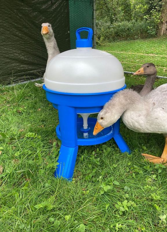 Ideal für Gänse