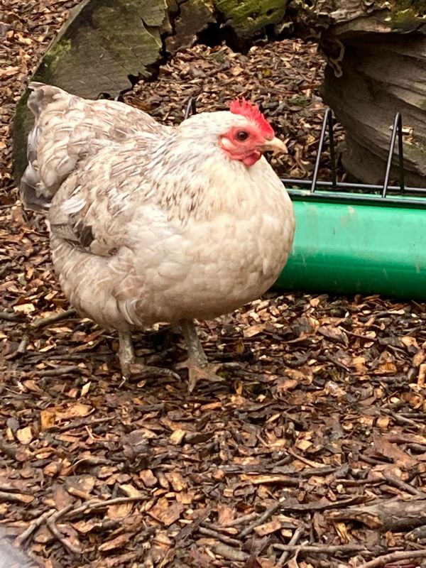 Anwendung Futtertrog mit Huhn im Auslauf