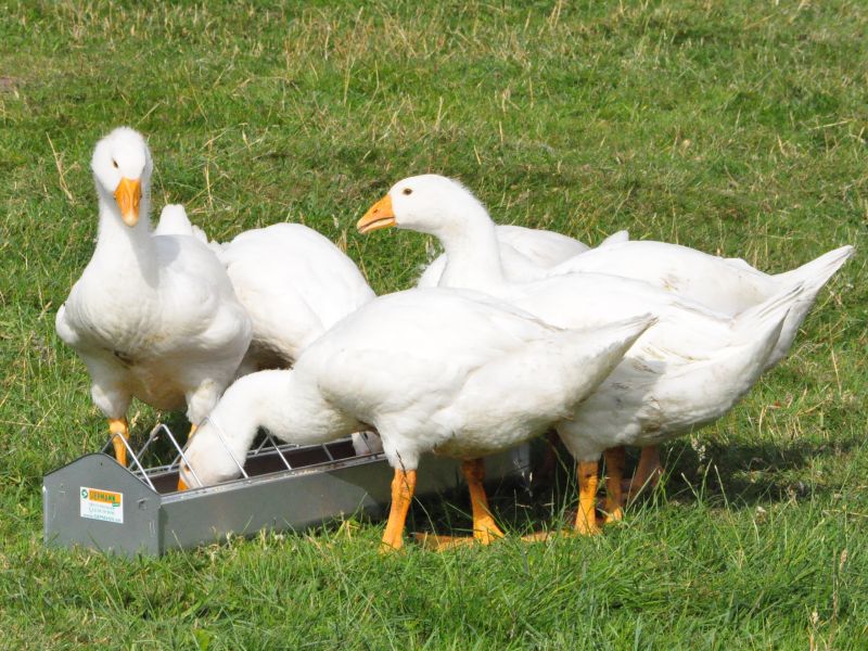 Nicht nur für Hühner, auch für Gänse oder Puten die ideale Größe, hier im Bild der Trog mit 75cm Länge für sechs Gänse.