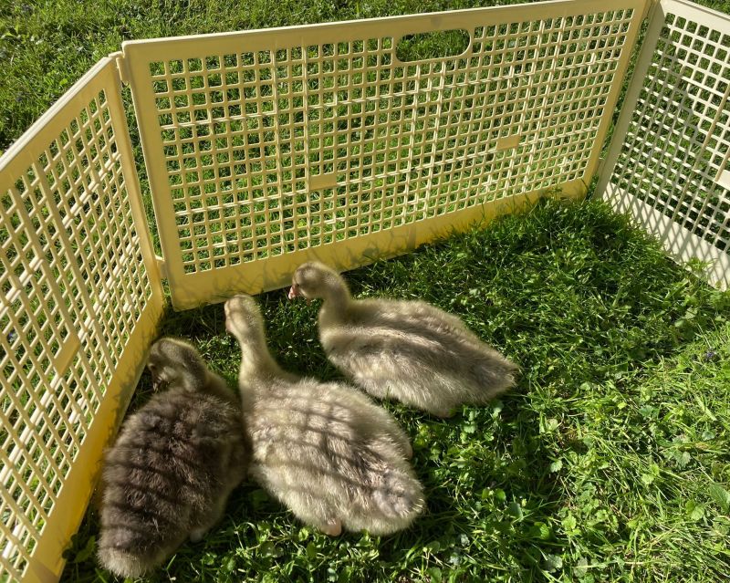 Trenngitter mit Gänseküken - weiteres Foto