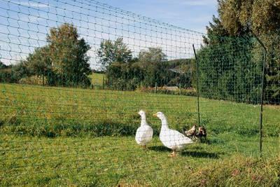 Hühnergatter zerlegbar in Anwendung