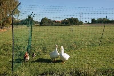 Hühnergatter aufgebaut mit Gänsen und Hühnern