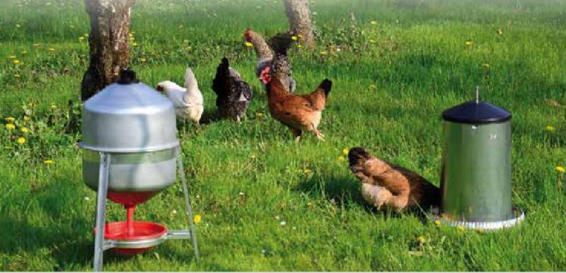 Anwendung: Hühner auf der Wiese mit Syphon-Tränke (Bild zeigt alte Ausführung) und Futterautomat