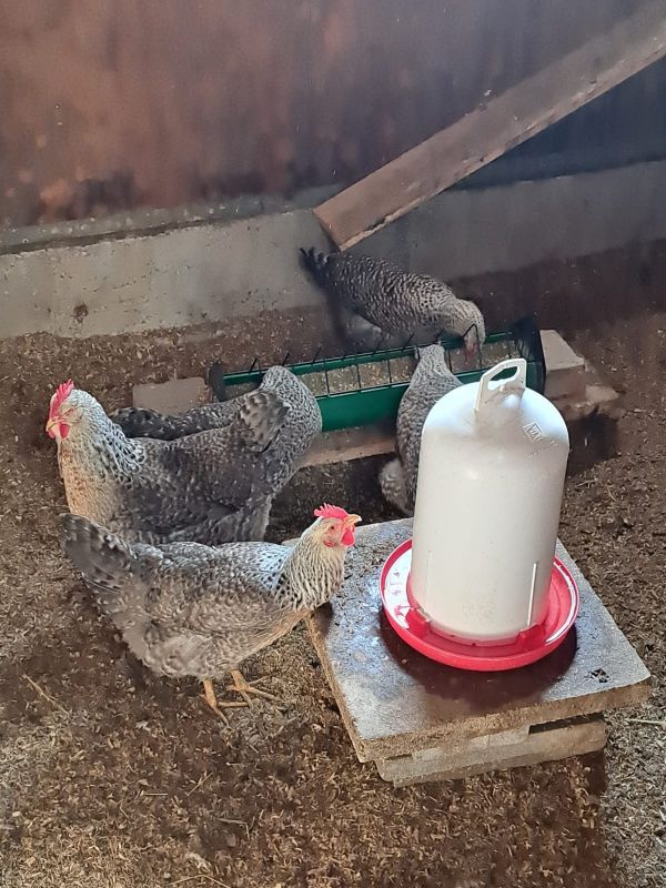Anwendung Geflügeltränke 12 L im Hühnerstall