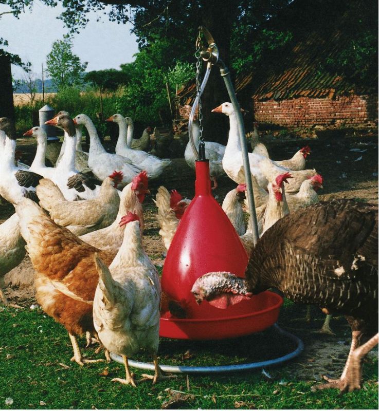 Ständertränke in Aktion mit Puten, Hühnern und Gänsen