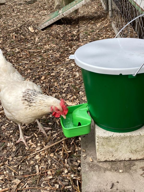 Schwimmer Geflügeltränke in Aktion mit Huhn