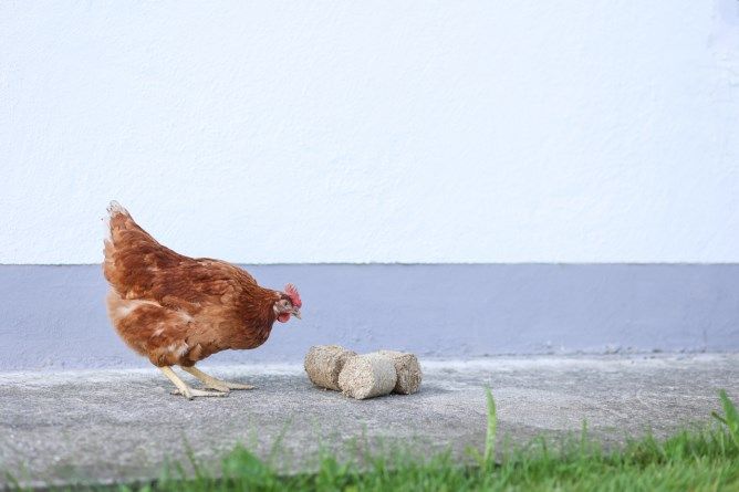 Dinkelspelzenbriketts mit Huhn