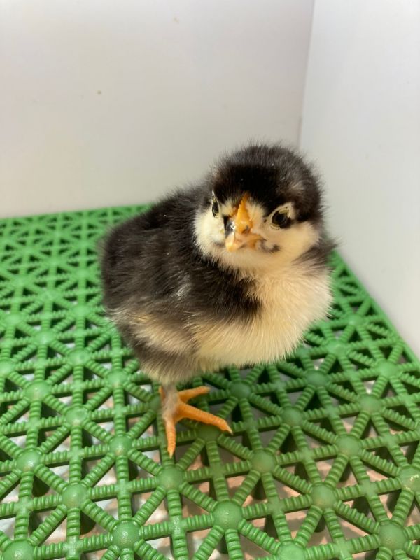Bodenrost mit Küken