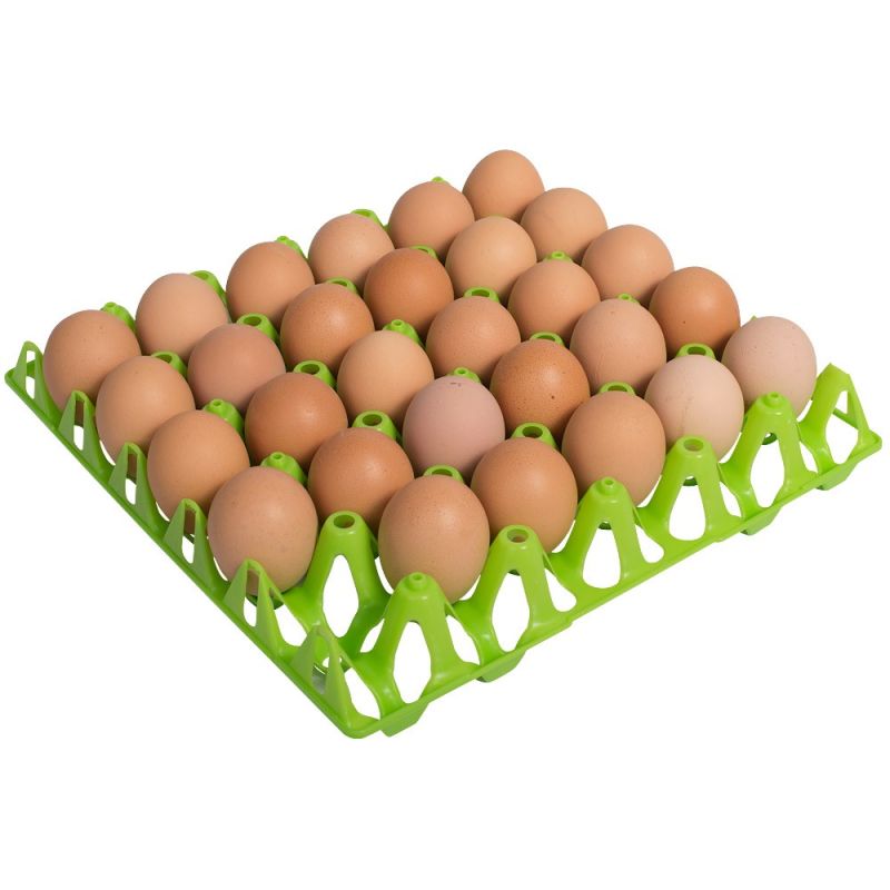 Kunststoff-Eierhorde grün mit Eiern