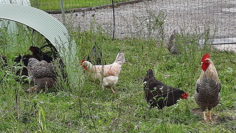 ein rundum geschützer Hühnerauslauf gibt Sicherheit für Tier und Halter
