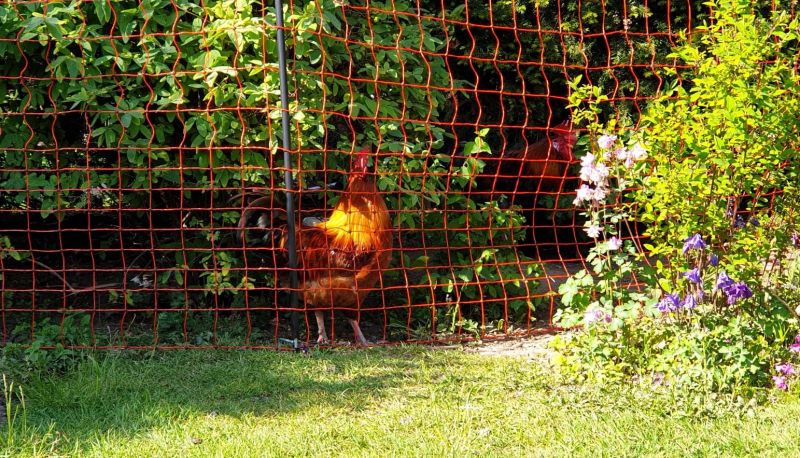 Euro-Geflügelnetz 170 / 2 Jumbo